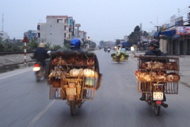 “Tuyên chiến” với gà thải loại