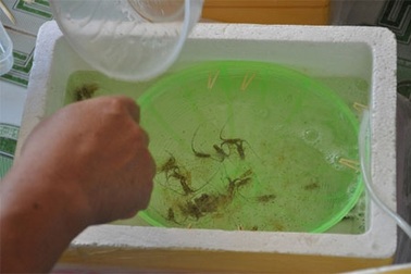 “Tôm nhí” và bát mì trị giá… 2 triệu đồng