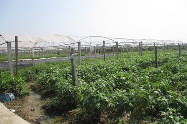 Chuyển đổi cơ cấu cây trồng cạn trên đất lúa cho thu nhập cao