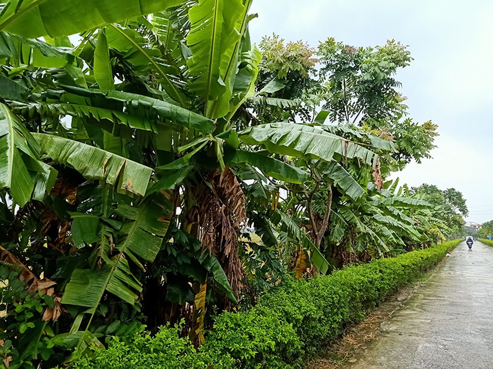 Mưa vàng bất ngờ xuất hiện mang niềm vui kép cho người dân - 4 Mưa vàng bất ngờ xuất hiện mang niềm vui kép cho người dân - 4