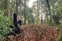 Cây "quốc bảo" liên tục bị trộm, dân cắm chông và thay nhau canh giữ