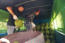 Nhìn sầu riêng tăng giá mỗi ngày mà nông dân "rơi nước mắt"