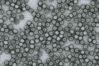 Các nhà nghiên cứu sắp tạo ra vắc-xin “vạn năng”?