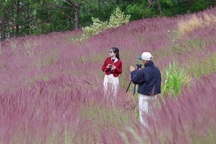 Du khách mê mẩn check-in đồi cỏ đuôi chồn nhuộm hồng ở Đà Lạt