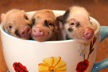 Quán cà phê lợn con độc đáo tại Nhật