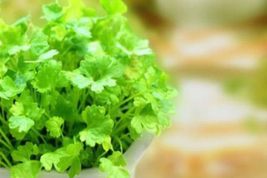 Rau mùi: Gia vị ngon, thuốc quý