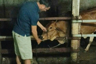 Bắt quả tang một cơ sở bơm nước vào bò để tăng trọng lượng thịt