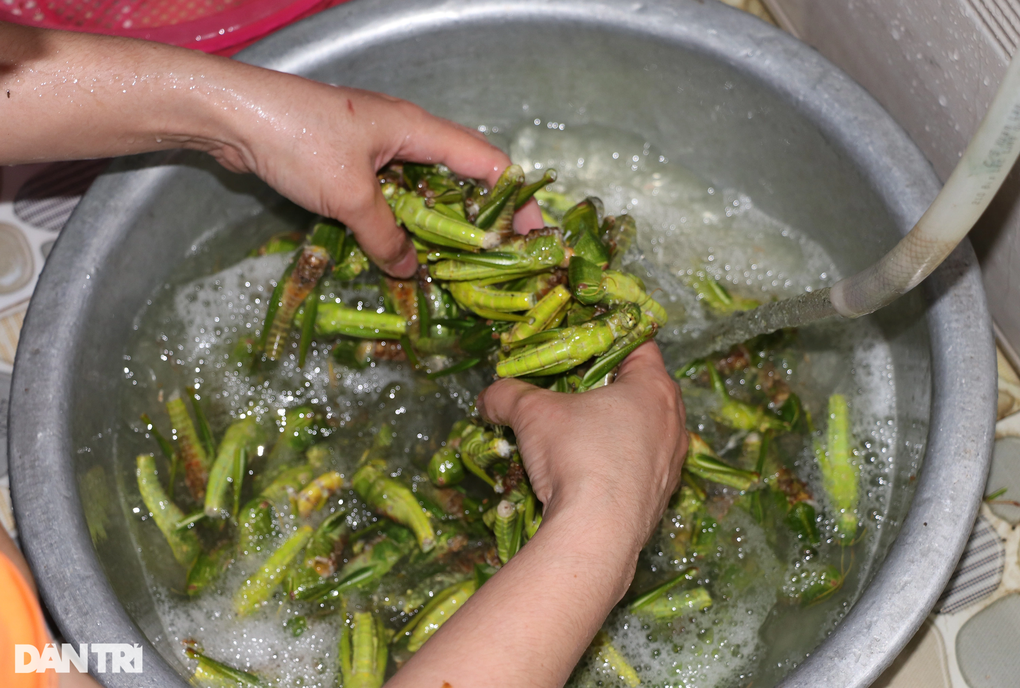 Độc lạ đặc sản tôm bay giá nửa triệu đồng/kg ngon nức tiếng ở Nghệ An - 6 Độc lạ đặc sản tôm bay giá nửa triệu đồng/kg ngon nức tiếng ở Nghệ An - 6