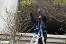 Bỏ công săn cây mai hàng trăm triệu nhưng mong... đừng bán được