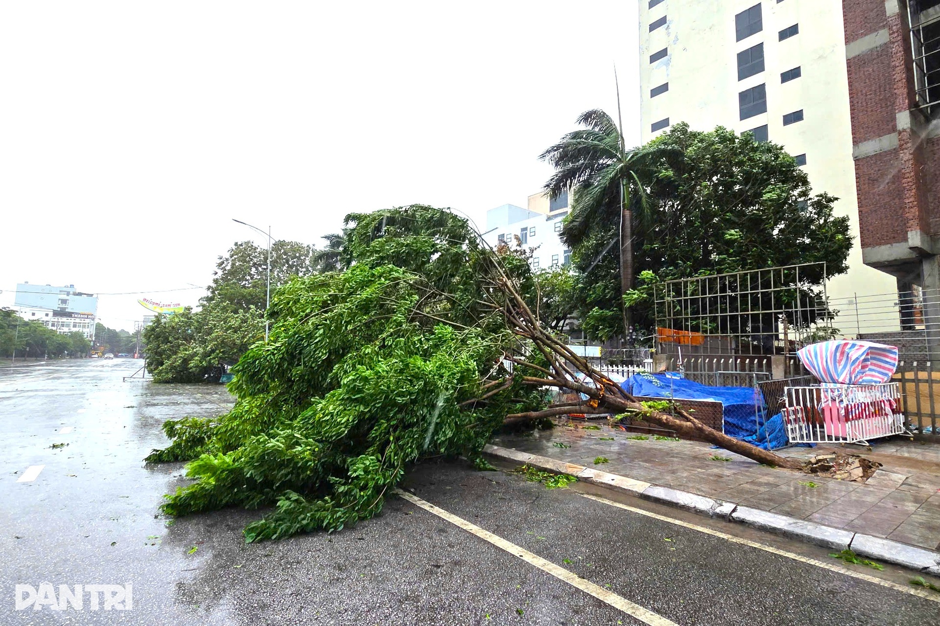Cây xanh ngã đổ sau khi bão Wipha quét qua Thanh Hóa - 5
