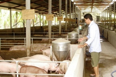 Giá heo hơi rớt thảm, người nuôi mất Tết