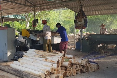 Truy trách nhiệm cán bộ để xưởng gỗ trái phép hoạt động tràn lan tại Nghệ An!