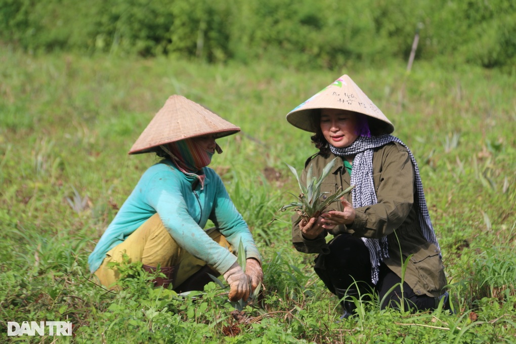 Người phụ nữ 3 năm miệt mài tìm trái ngọt dưới chân núi lửa - 9 Người phụ nữ 3 năm miệt mài tìm trái ngọt dưới chân núi lửa - 9