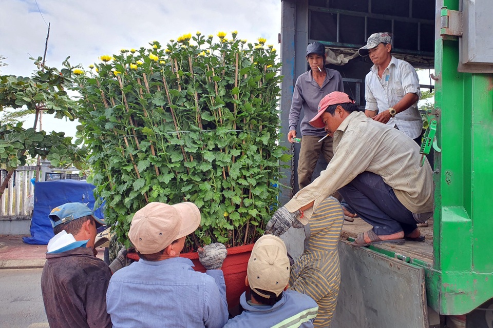Nghề bốc vác hoa Tết: Covid-19 khiến cả buổi làm không đủ tiền cà phê - 5 Nghề bốc vác hoa Tết: Covid-19 khiến cả buổi làm không đủ tiền cà phê - 5