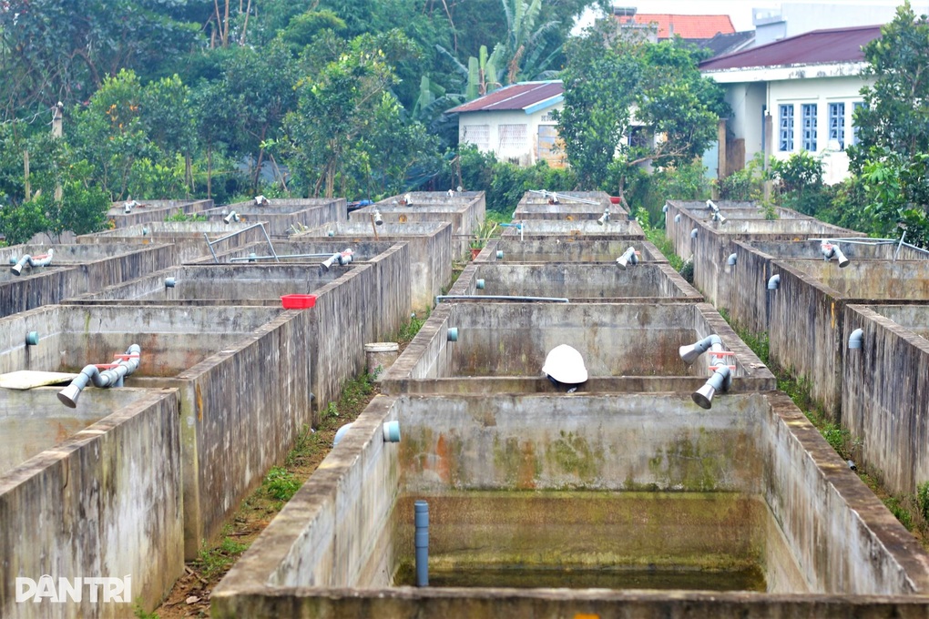 Nuôi loài đặc sản đen sì, ăn toàn thứ rẻ tiền, anh nông dân sống khỏe - 3 Nuôi loài đặc sản đen sì, ăn toàn thứ rẻ tiền, anh nông dân sống khỏe - 3