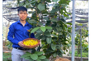 Chàng thanh niên trẻ đam mê bảo tồn và phát triển thương hiệu Trà hoa vàng Tam Đảo