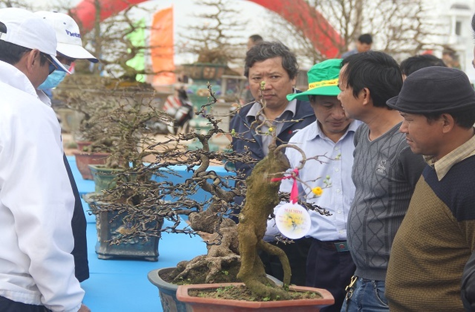 Chiêm ngưỡng những tác phẩm mai Tết có dáng độc giá hàng trăm triệu đồng - 1 Chiêm ngưỡng những tác phẩm mai Tết có dáng độc giá hàng trăm triệu đồng - 1