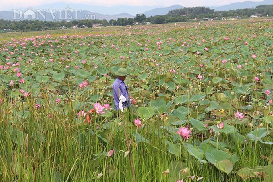 Hà Tĩnh: Cả làng trồng sen, chỉ bán hạt cũng lãi gấp đôi so với cấy lúa - 2 Hà Tĩnh: Cả làng trồng sen, chỉ bán hạt cũng lãi gấp đôi so với cấy lúa - 2