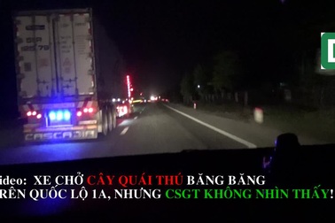 Xe chở cây "khủng" chui lọt hàng chục tỉnh thành, CSGT vô can?