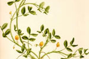 Những bài thuốc hay làm từ cây lạc, hạt lạc