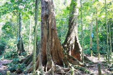 Cây chò ngàn năm đang “chết dần chết mòn” trong rừng Cúc Phương