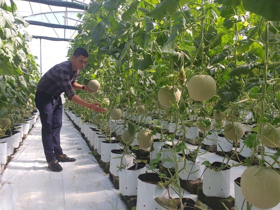 Hà Tĩnh: Thanh niên 8X bỏ túi nửa tỷ đồng một năm từ nghề trồng dưa - 5 Hà Tĩnh: Thanh niên 8X bỏ túi nửa tỷ đồng một năm từ nghề trồng dưa - 5