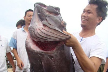 Câu được cá mú đen 35kg