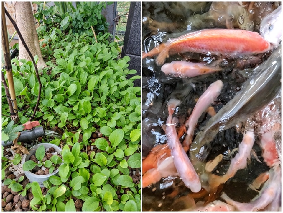 Ông chủ doanh nghiệp Đồng Nai chi 70 triệu trồng rau, nuôi cá trên sân thượng - 1 Ông chủ doanh nghiệp Đồng Nai chi 70 triệu trồng rau, nuôi cá trên sân thượng - 1