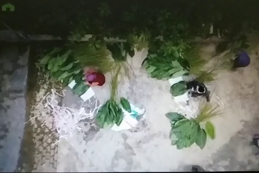 Clip: Xanh mướt thủ phủ lá dong ở thôn Tràng Cát