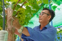 Bị chê "khùng", lão nông miền Tây vẫn chi tiền tỷ trồng "nho nhà giàu"