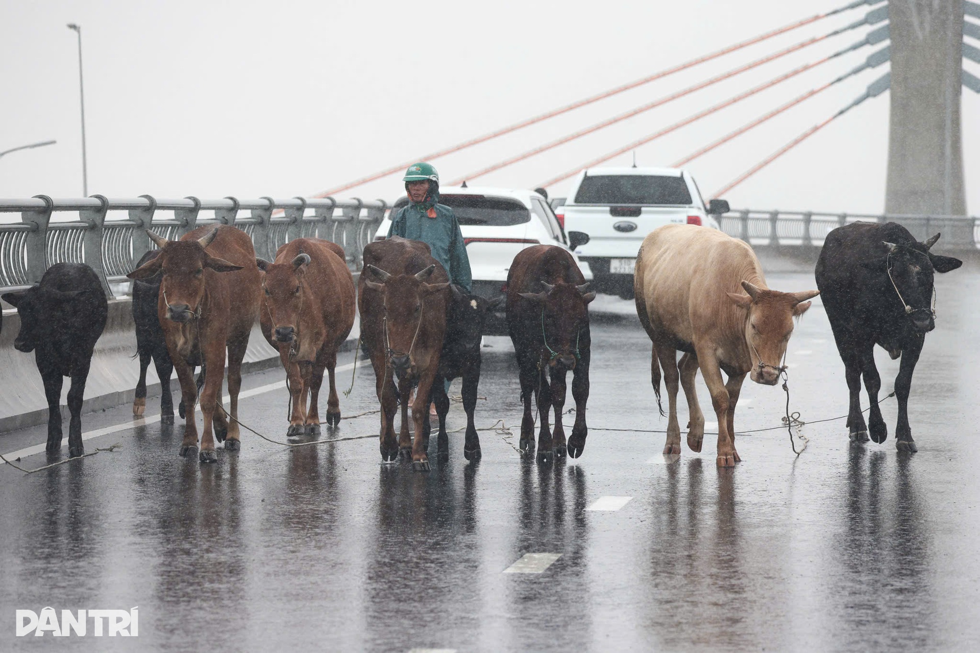 Những ánh mắt hoảng loạn trong dòng lũ vây vùng Phú Yên - 15