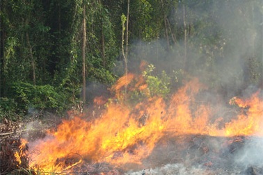 Nguy cơ cháy rừng vì đốt thực bì, đốt ong