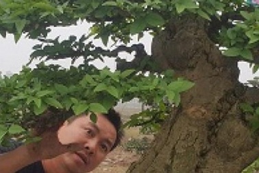 Chiêm ngưỡng cây mai chiếu thuỷ giá 350 triệu đồng lần đầu xuất hiện trên thị trường