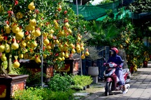 Bưởi Diễn cảnh "đổ bộ" vào TP.HCM, giá lên đến 20 triệu đồng/cây