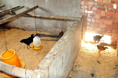 Phó Thủ tướng yêu cầu xử lý cán bộ sai phạm vụ “gà đi lạc”