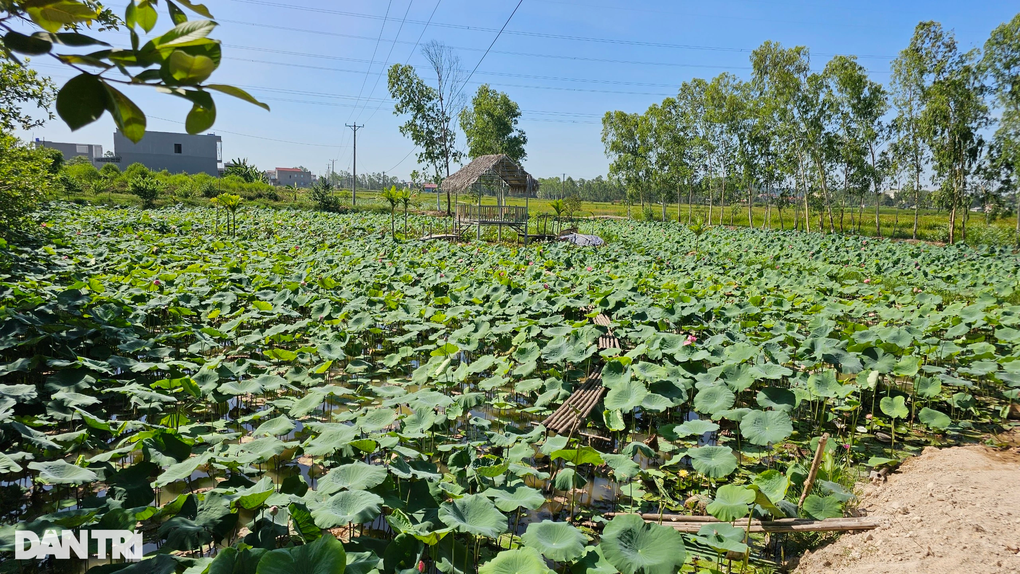 Chàng kỹ sư trẻ bỏ việc ở thủ đô về quê bắt bãi đất hoang nở ra tiền - 1 Chàng kỹ sư trẻ bỏ việc ở thủ đô về quê bắt bãi đất hoang nở ra tiền - 1