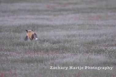 Xem trận chiến đầy kịch tính giữa đại bàng và cáo con