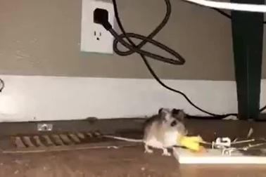 Chú chuột và màn "ăn vạ" siêu hài hước
