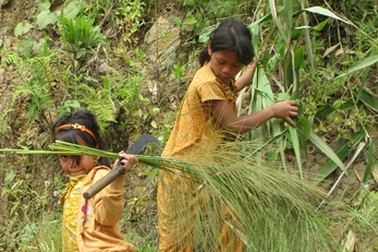 Bỏ học hái đót mưu sinh