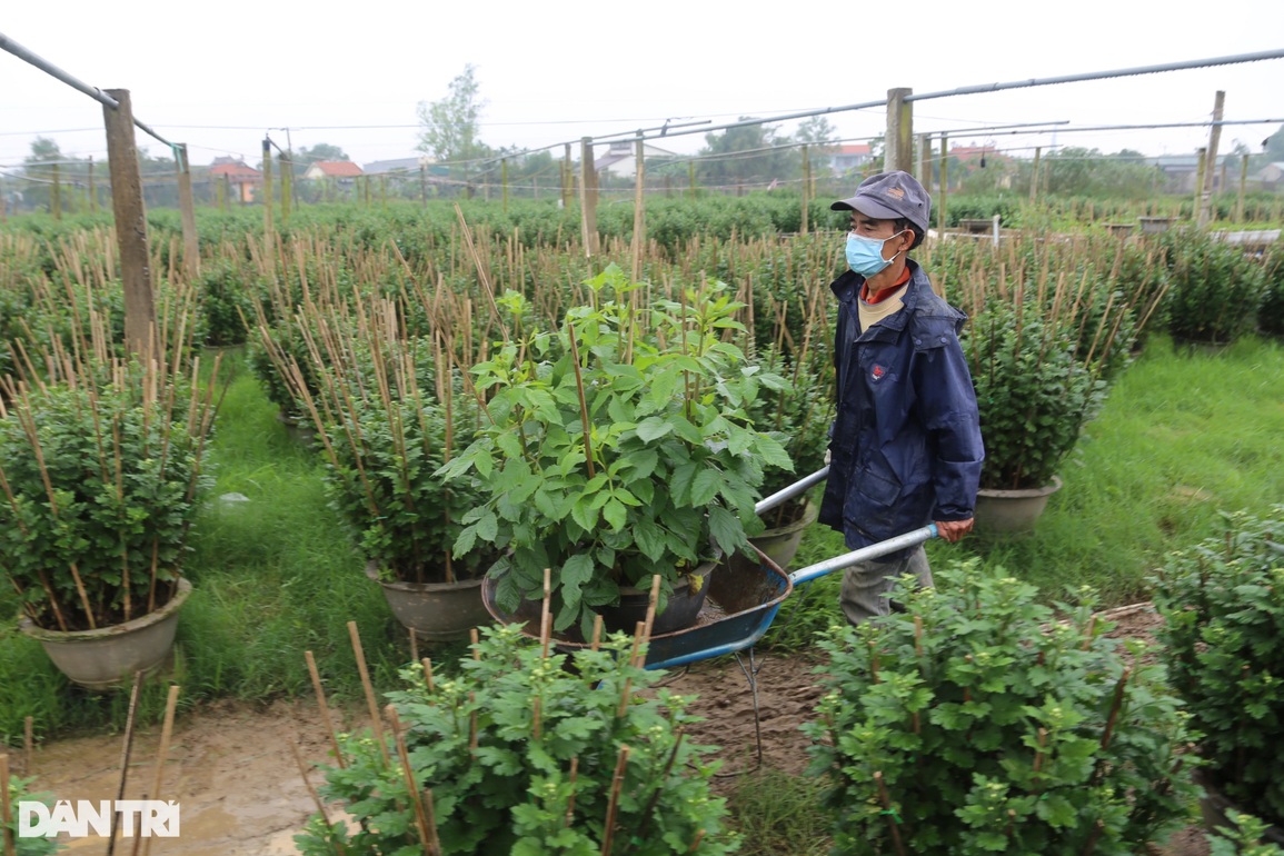 Nghề ngắt lá, bẻ nụ hái ra tiền dịp Tết - 5 Nghề ngắt lá, bẻ nụ hái ra tiền dịp Tết - 5