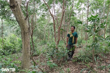 Làng nghèo sở hữu gia tài tiền tỷ nhờ cây rừng quý mọc trên đất rẫy