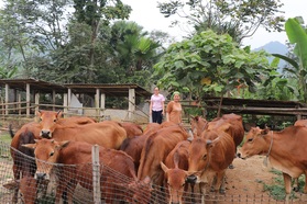 Thoát nghèo, an cư nhờ... "bò ngân hàng"