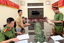 Khởi tố thanh niên mua 15 cá thể rắn hổ chúa bán kiếm lời