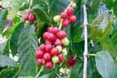 Giá cà phê thế giới đồng loạt tăng