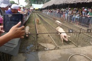 Về Cần Thơ xem trò đua heo, đua chó độc nhất miền Tây