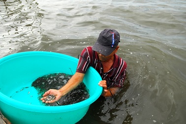 Cá Linh mùa nước nổi, “món quà” của lũ