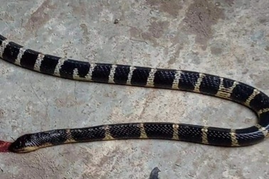 Thiếu niên 13 tuổi bị rắn cắn tử vong vì sai lầm này của người nhà