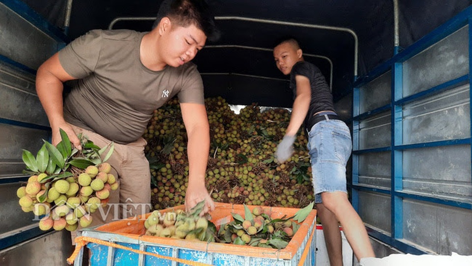 Quảng Ninh: Bội thu vải chín sớm, thương lái kéo về mua nườm nượp, nông dân thu tiền tỷ - 3 Quảng Ninh: Bội thu vải chín sớm, thương lái kéo về mua nườm nượp, nông dân thu tiền tỷ - 3