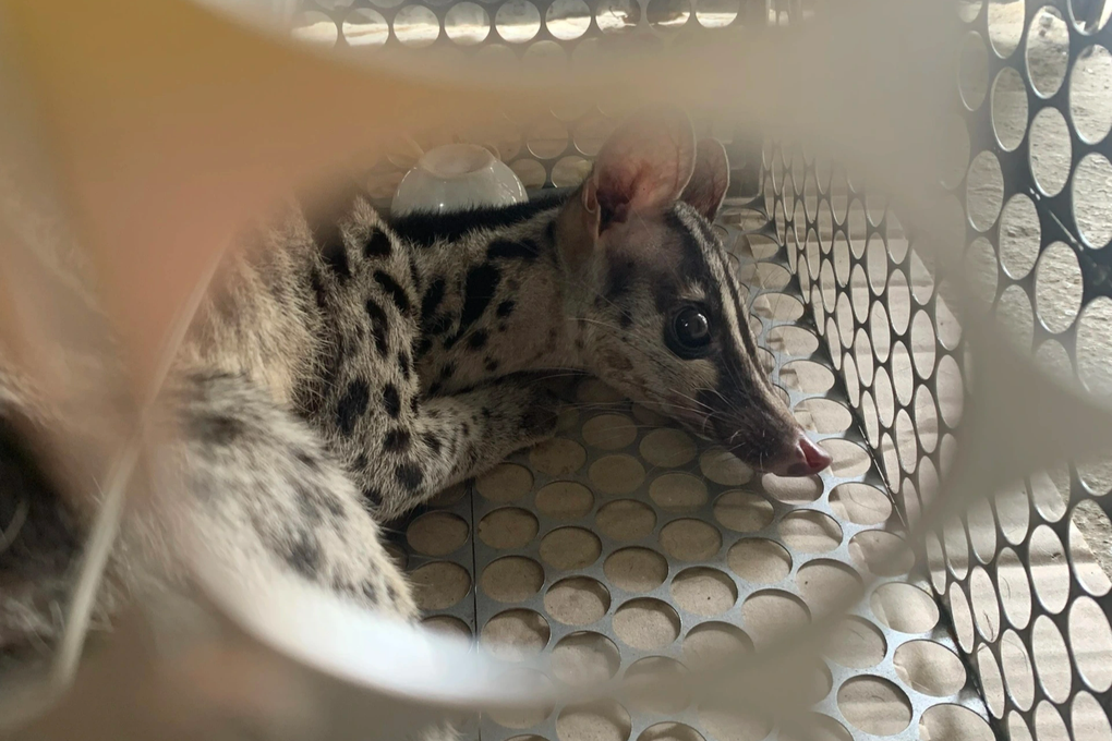 Cứu hộ khẩn cấp hai cá thể cầy vằn bắc quý hiếm - 1 Cứu hộ khẩn cấp hai cá thể cầy vằn bắc quý hiếm - 1