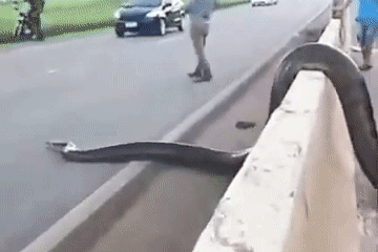 Rùng mình chứng kiến mãng xà "khủng" bò giữa đường phố